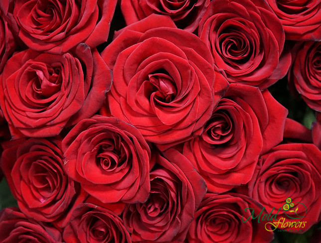 Trandafiri rosii 80-90 cm foto